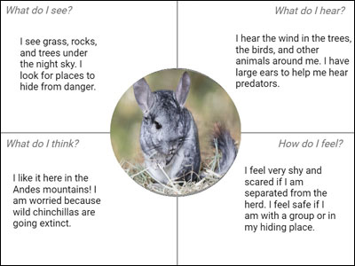 sample chinchilla empathy map